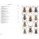 Chatenet G., 2014: Phytophagous Beetles of Europe, Vol. 3: Anthribidae, Bruchidae, Curculionidae Entiminae