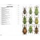 Chatenet G., 2014: Phytophagous Beetles of Europe, Vol. 3: Anthribidae, Bruchidae, Curculionidae Entiminae