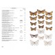 Leraut P., 2009: Moths of Europe, Vol. 2: Geometrid Moths