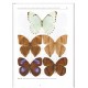 Fibigeriana, Vol. 3 (Part. 3). Papilionidae, Hesperiidae, Pieridae, Riodinidae, Lycaenidae
