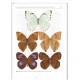 Fibigeriana, Vol. 3 (Part. 3). Papilionidae, Hesperiidae, Pieridae, Riodinidae, Lycaenidae