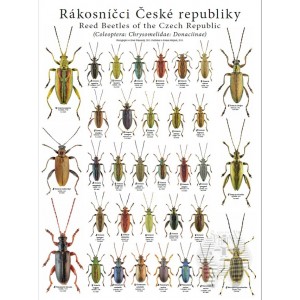 https://www.entosphinx.cz/1258-3965-thickbox/pl03-donacia-aquatica-de-la-republique-tcheque-coleoptera-chrysomelidae-donaciinae.jpg