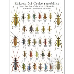 https://www.entosphinx.cz/1258-3965-thickbox/pl03-reed-beetles-of-the-czech-republic-coleoptera-chrysomelidae-donaciinae.jpg