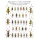 PL03 - Rákosníčci České republiky (Coleoptera: Chrysomelidae: Donaciinae)