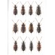 Boháč J., 2016: Staphylinidae: Omaliinae. 24 pp. Folia Heyrovskyana 24