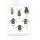Ramos R. Y., Labrique H., 2015: Catalogue des Coléoptères du Maroc - Vol. 1: Coleoptera, Bruchidae