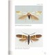 Křenek V., 2000: Small Moths of Europe
