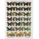 Tshikolovets V.V., Kosterin O., Gorbunov P., Yakovlev R., 2016: The Butterflies of Kazakhstan