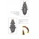 Kleinfeld F., Rapuzzi I., 2016: Die Carabus-Fauna im Nahen Osten