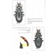 Kleinfeld F., Rapuzzi I., 2016: Die Carabus-Fauna im Nahen Osten