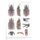 Flutsch G., Rojkoff S., Legrand J.-P., Malec P., 2016: Cetoniimania, NS, No. 9