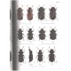 Akita K., Masumoto K., 2016: The Tenebrionid beetles of Japan