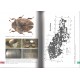 Boukal M., 2017: Beetles of the family Haliplidae 