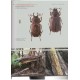 Bartolozzi L.,Zilioli M., De Keyzer R., 2017: The Stag Beetles of Australia New Zealand New Caledonia and Fiji