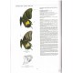 Racheli T., Cotton A. M., 2009: Papilioninae, part 1. 