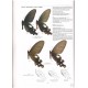 Racheli T., Cotton A. M., 2010: Papilionidae Part ll. ( Troidini ), 86 pp.