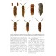 TOUROULT J., 2017: CONTRIBUTION A L'ÉTUDE DES COLÉOPTÉRES DES PETITES ANTILES, II.