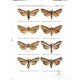 Ronkay G., Ronkay L. & Gyulai P., 2011: Cuculliinae II and Psaphidinae.