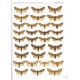 Ronkay G., Ronkay L., Gyulai P., 2011: Cuculliinae 2 and Psaphidinae. A Taxonomic Atlas, Vol. 5