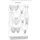 Smetana A., 2017: Quediine subtribes of Staphylinini (Coleoptera, Staphylinidae, Staphylininae) of Mainland China