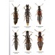 Smetana A., 2017: Quediine subtribes of Staphylinini (Coleoptera, Staphylinidae, Staphylininae) of Mainland China