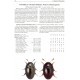 Švec, 2018: Folia Heyrovskyana,Icones insectorum Europae centralis (Coleoptera, Phalacridae), No. 31