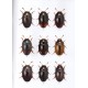 Švec, 2018: Folia Heyrovskyana,Icones insectorum Europae centralis (Coleoptera, Phalacridae), No. 31