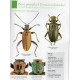 Mlejnek R., 2019: Broučí klenoty mokřadů (Coleoptera: Chrysomelidae, Donaciinae), sešit 3