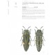 Ong U., Hattori T., : Jewel Beetles Taiwan