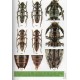 Devesa S., Barro A., Fonseca E., 2019: Longicornis de Cuba (Coleoptera: Cerambycidae), Vol. 2