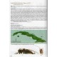 Devesa S., Barro A., Fonseca E., 2019: Longicornis de Cuba (Coleoptera: Cerambycidae), Vol. 2