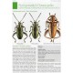 Mlejnek R., 2020: Broučí klenoty mokřadů, nové poznatky o rákosníčcích (Coleoptera: Chrysomelidae: Donaciinae), sešit 4