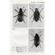 Strejček J., 1990: Brouci čeledi Bruchidae, Urodonidae a Anthribidae