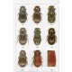 Stebnicka Z, T., 2009: The tribe Eupariini of New World (Coleoptera: Scarabaeidae: Aphodiinae)