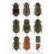 Stebnicka Z.T., 2007: The Genus Ataenius Harold , 1867 (Coleoptera: Scarabaeidae) of New World