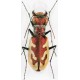 Štrunc V.,2020: Tiger Beetles of the World, illustrated guide to the genera