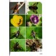 Lacourt J., 2020: Sawflies of Europe, Hymenoptera of Europe 2