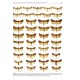 Aulombard: Noctuidae