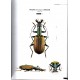 Štrunc V., 2021: Ground Beetles of the Africa, Ethiopian region and Madagascar
