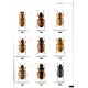 Štrunc V., 2021: Ground Beetles of the Africa, Ethiopian region and Madagascar