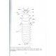 Thierry Deuve:  Carabus of the World, 30 Collection systematique