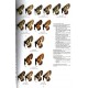 Stetten, Bozano, 2021: Guide to the Butterflies of the Palearctic Region, Papilionida part III, Subfamily Parnassiinae
