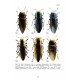 Bílý S.,2022: World catalogue of the tribe Anthaxiini (Coleoptera: Buprestidae)