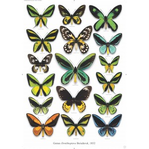 https://www.entosphinx.cz/1660-5890-thickbox/pl15-ornithoptera.jpg