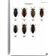Štrunc V., 2022: Jewel Beetles of the World