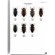 Štrunc V., 2022: Jewel Beetles of the World