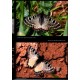 Voisin L., 2022: West palearctic Papilionidae