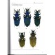 Peeters I., 2022: The Genus Carabus in Belgium (Coleoptera: Carabidae)