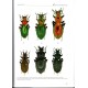 Peeters I., 2022: The Genus Carabus in Belgium (Coleoptera: Carabidae)