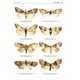 Fibigeriana / Supplement / Vol. 3